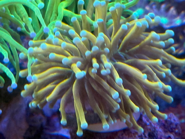 Malaysian Sun God Holy Grail Torch Coral