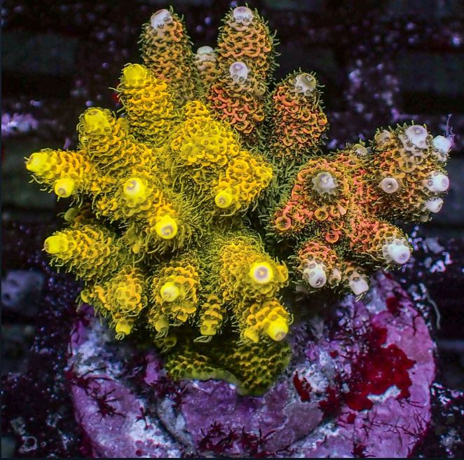 Acropora