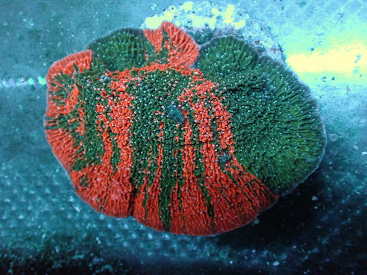 CBA Tigers Blood Grafted Montipora