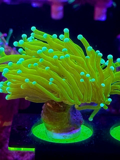 Lemon Lime Grail Torch