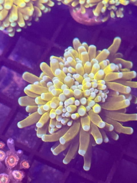 Malaysian Banana Torch