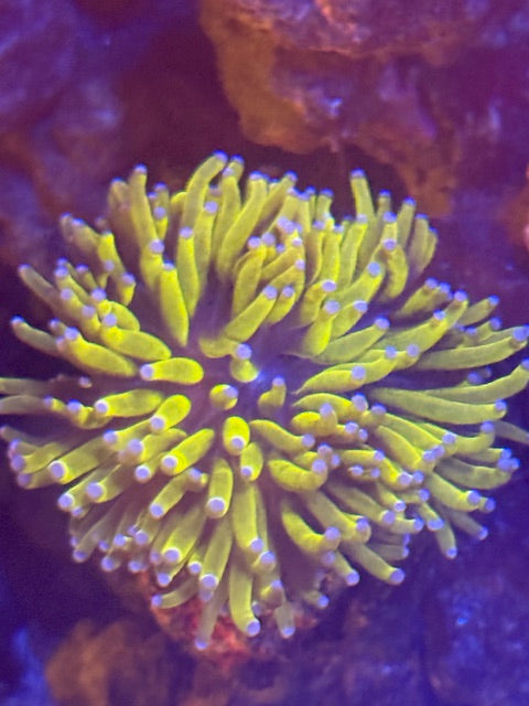 Malaysian Banana Torch