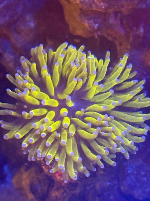 Malaysian Banana Torch