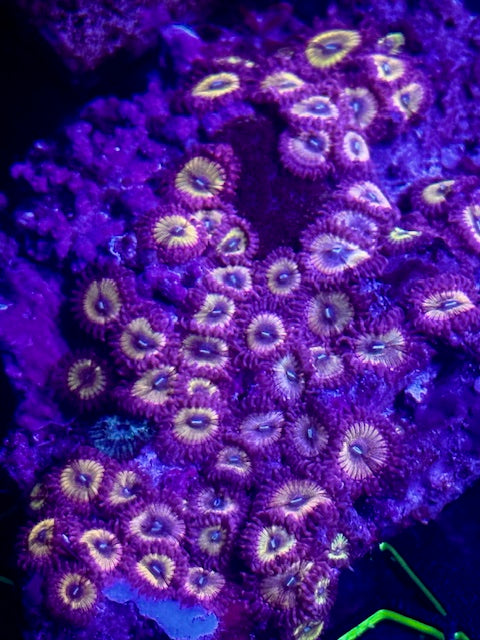 Banana Chiquita Zoas