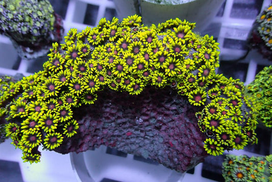 Bima Bruce Lee Goniopora Coral
