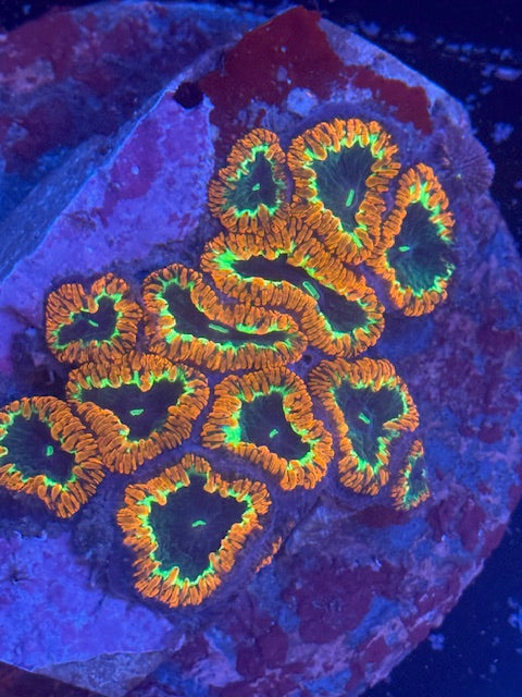 Black Hole Blastomussa