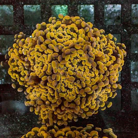 Branching Orange Hammer Coral