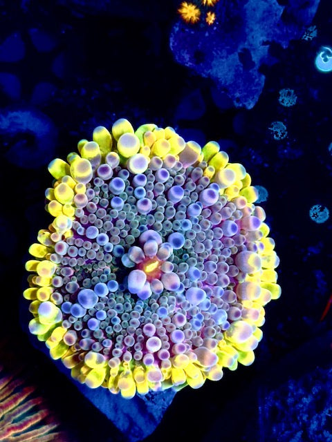 Bumble Bee Malaysian Deep Water Yuma - Collector piece