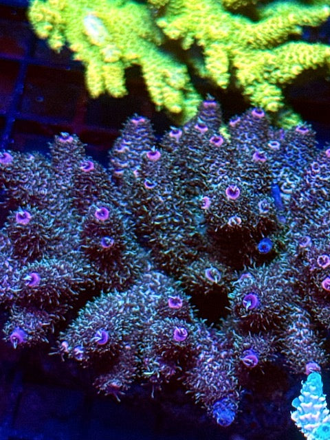 CBA Billi Jeans Millipora