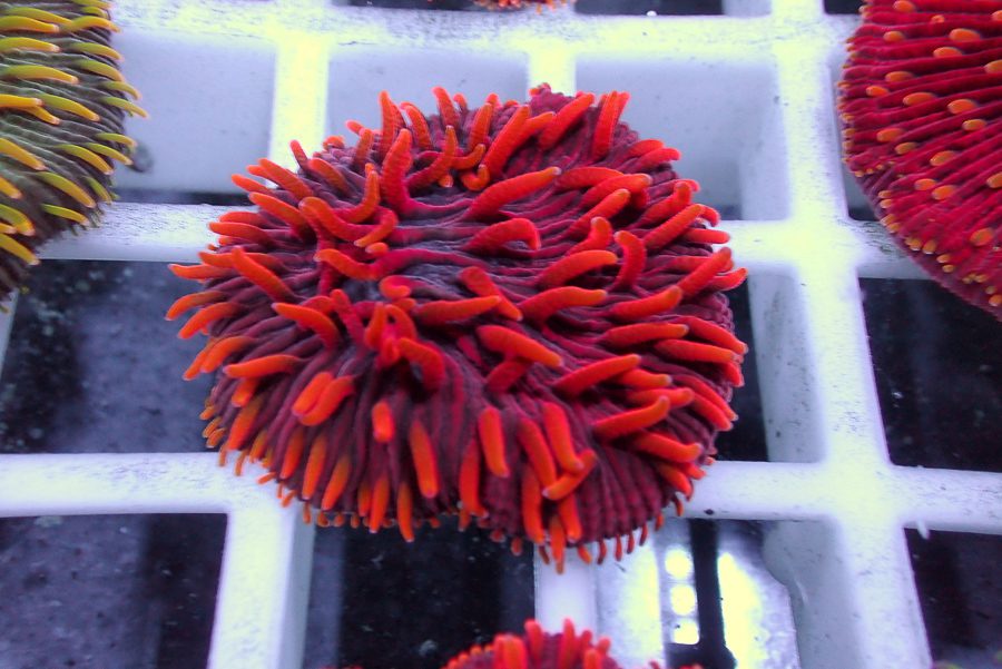 CBA Insane Blood Hound Diaseris Plate  -WYSIWYG