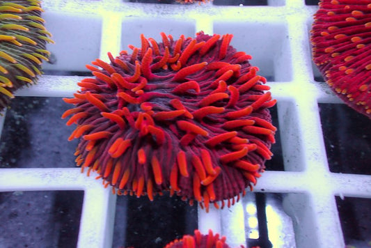 CBA Insane Blood Hound Diaseris Plate  -WYSIWYG