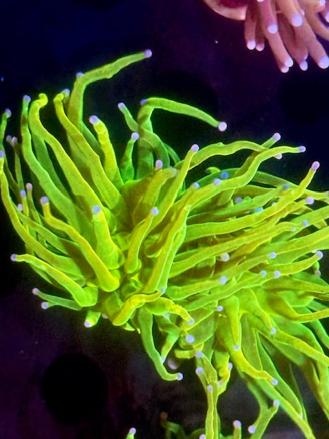 CBA Lime Holy Grail Torch