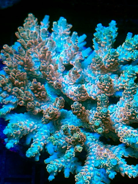CBA  Pink Floyd Acropora