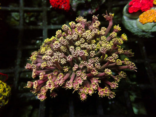 CBA Red Hot Chilli Peppers Goniopora