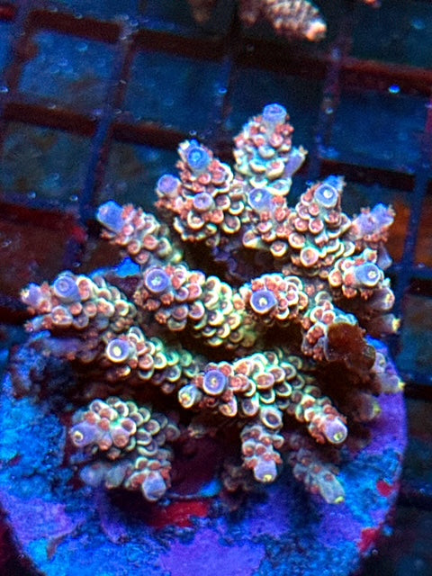 CBA The Conclave Acropora