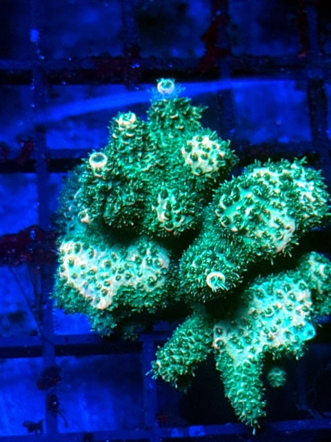 CBA Wisconsin Acropora