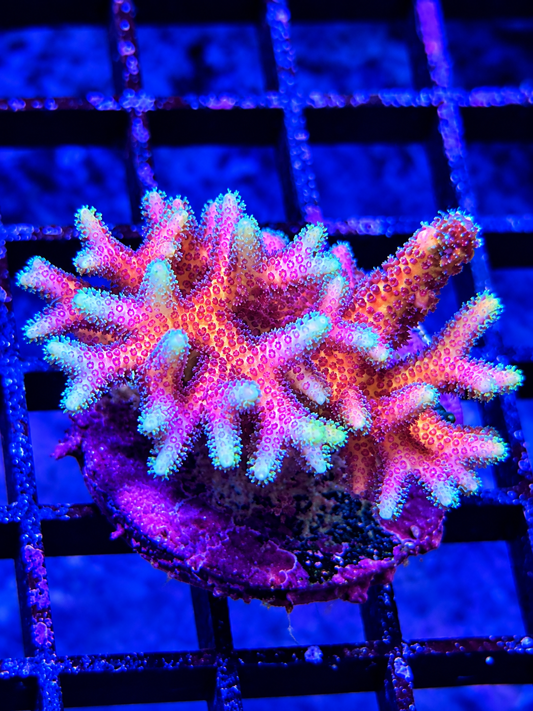 ORA Pink Birdnest Coral