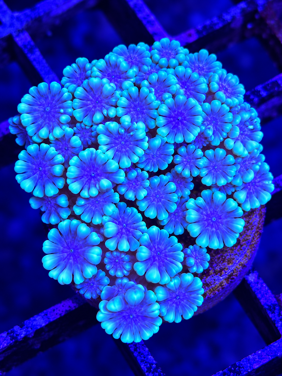 Aquaman Rainbow Alvepora
