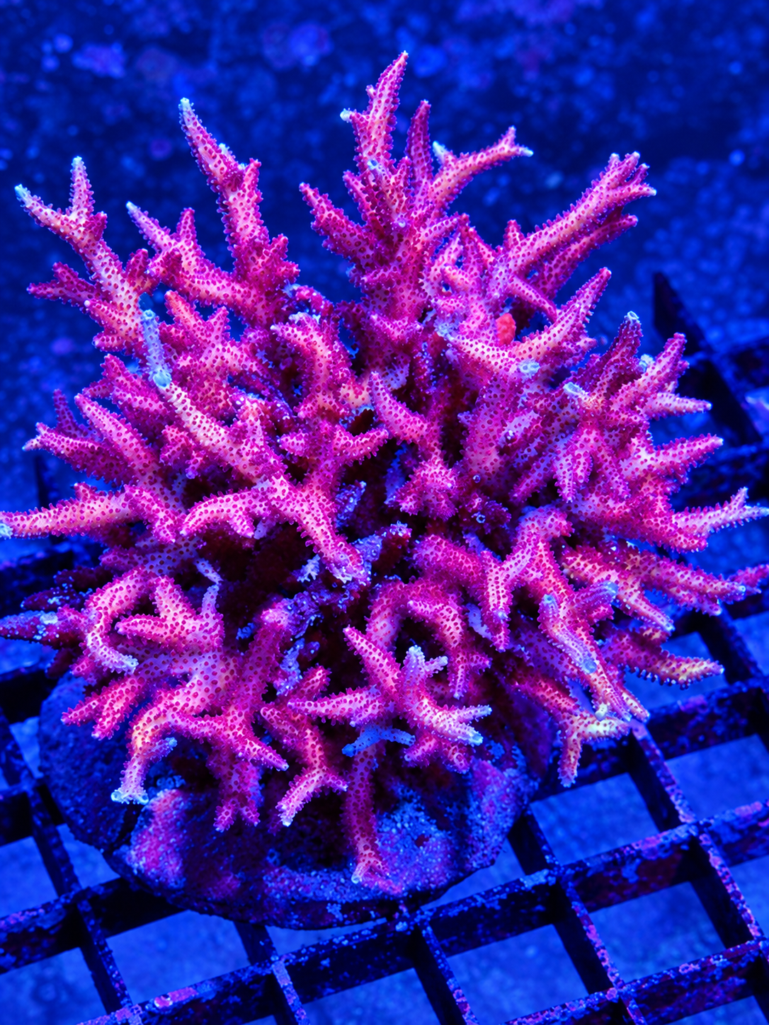 ORA Pink Birdnest Colony