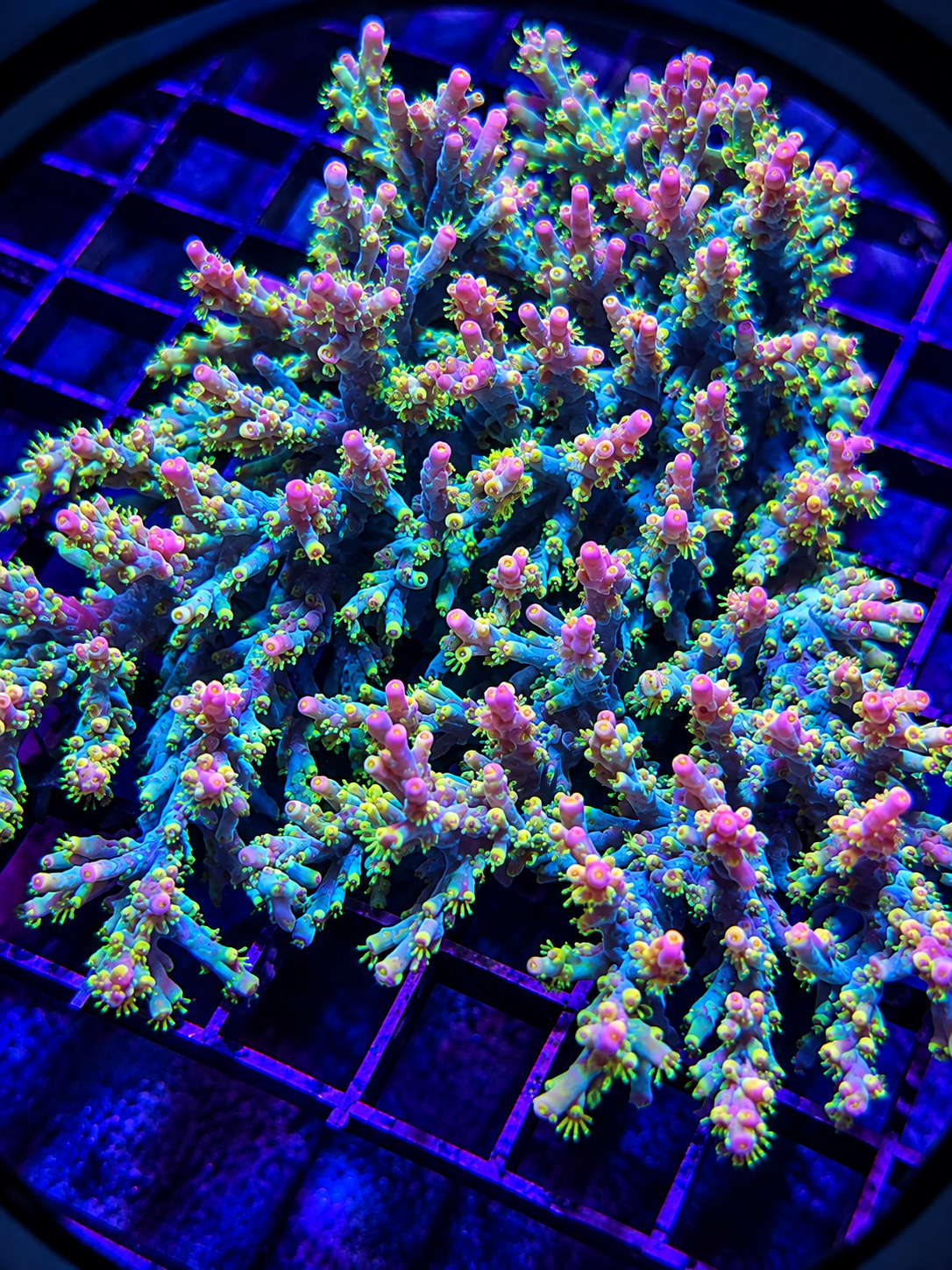CBA Pantydropper Speciosa