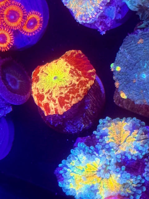 Electus Jawbreaker Mushroom Coral