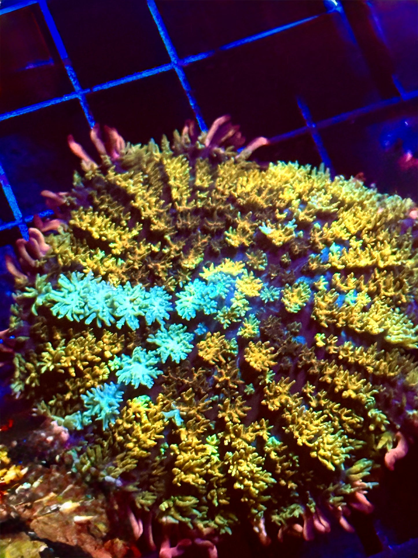 Rainbow Frankenstein Mushroom Coral