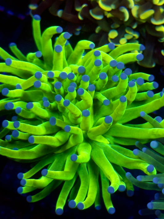 OG Holy Grail Torch Coral