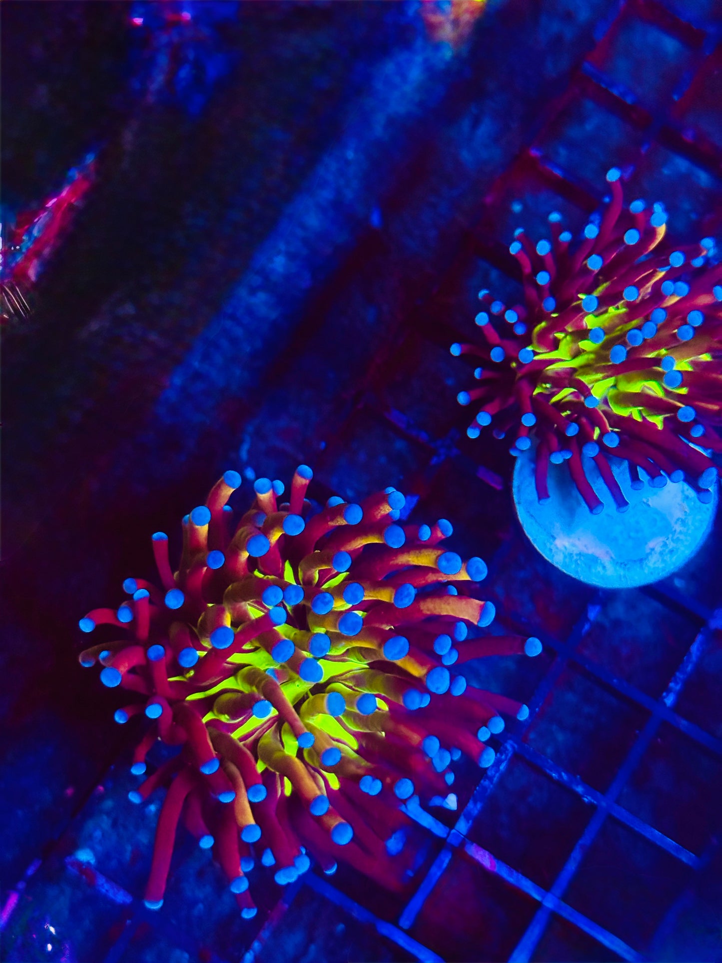 Tiger Knicks Torch Coral