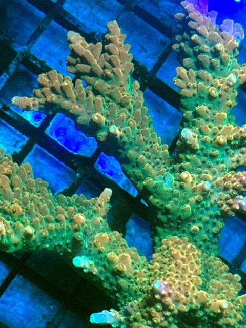 Gambino Staghorn Acropora