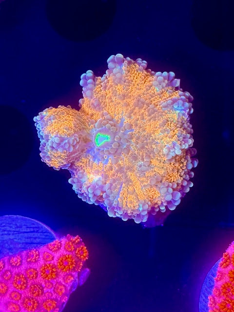 Garfield Yuma Ricordea