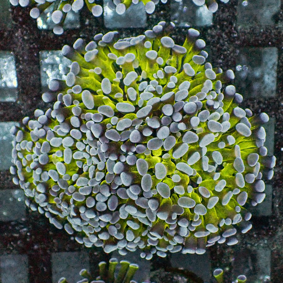 Gold Stem Rare Branching Hammer Coral