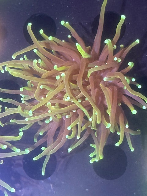 Golden Dragon Soul Torch