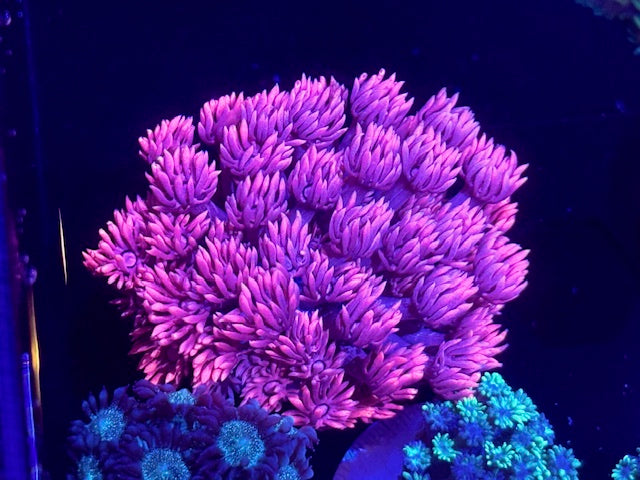 Sakura Sunrise Goniopora