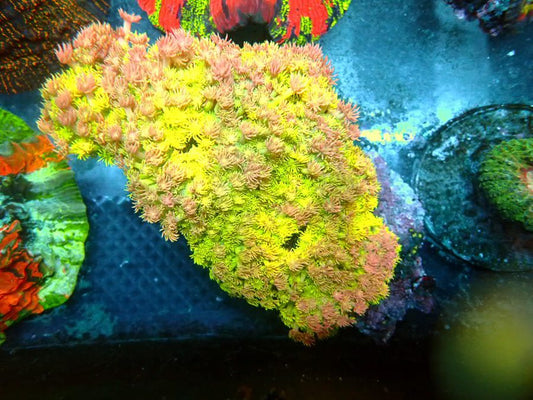 CBA Guns N Roses Rainbow Goniopora