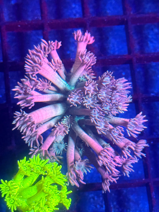 Basic Instinct Goniopora