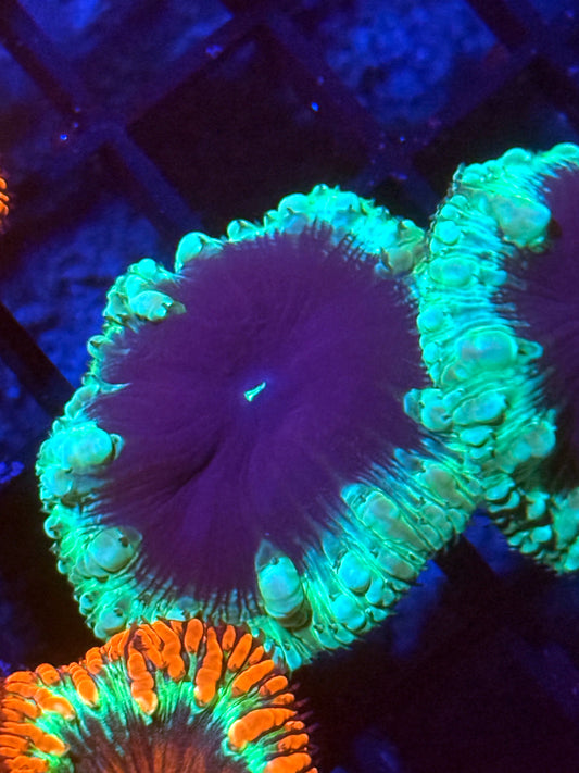Nebula Blastomussa