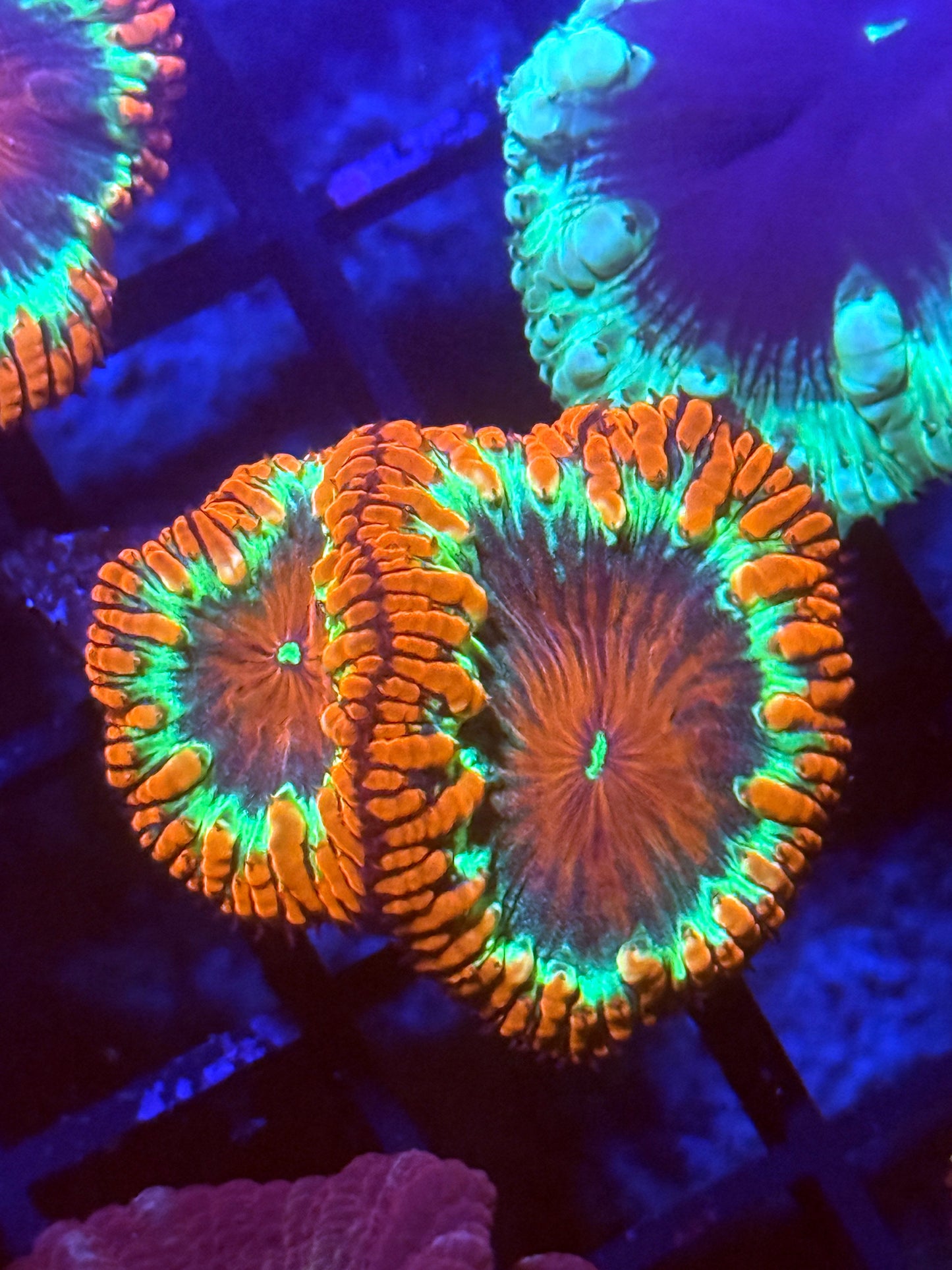 Blackhole Blastomussa