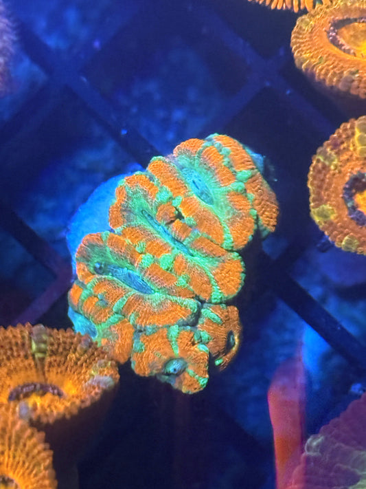 Arrowhead Acan
