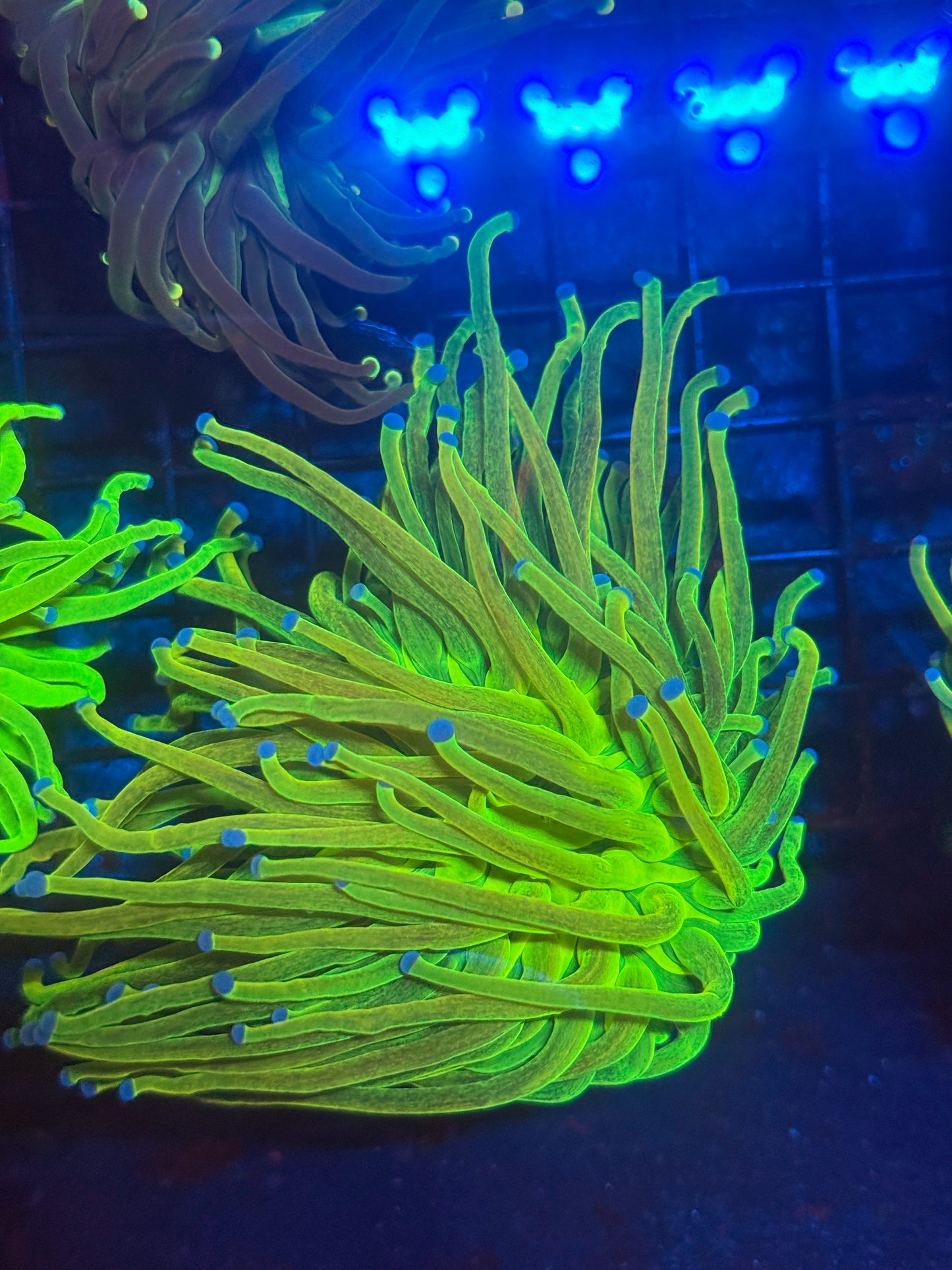 OG Malaysian Holy Grail Torch