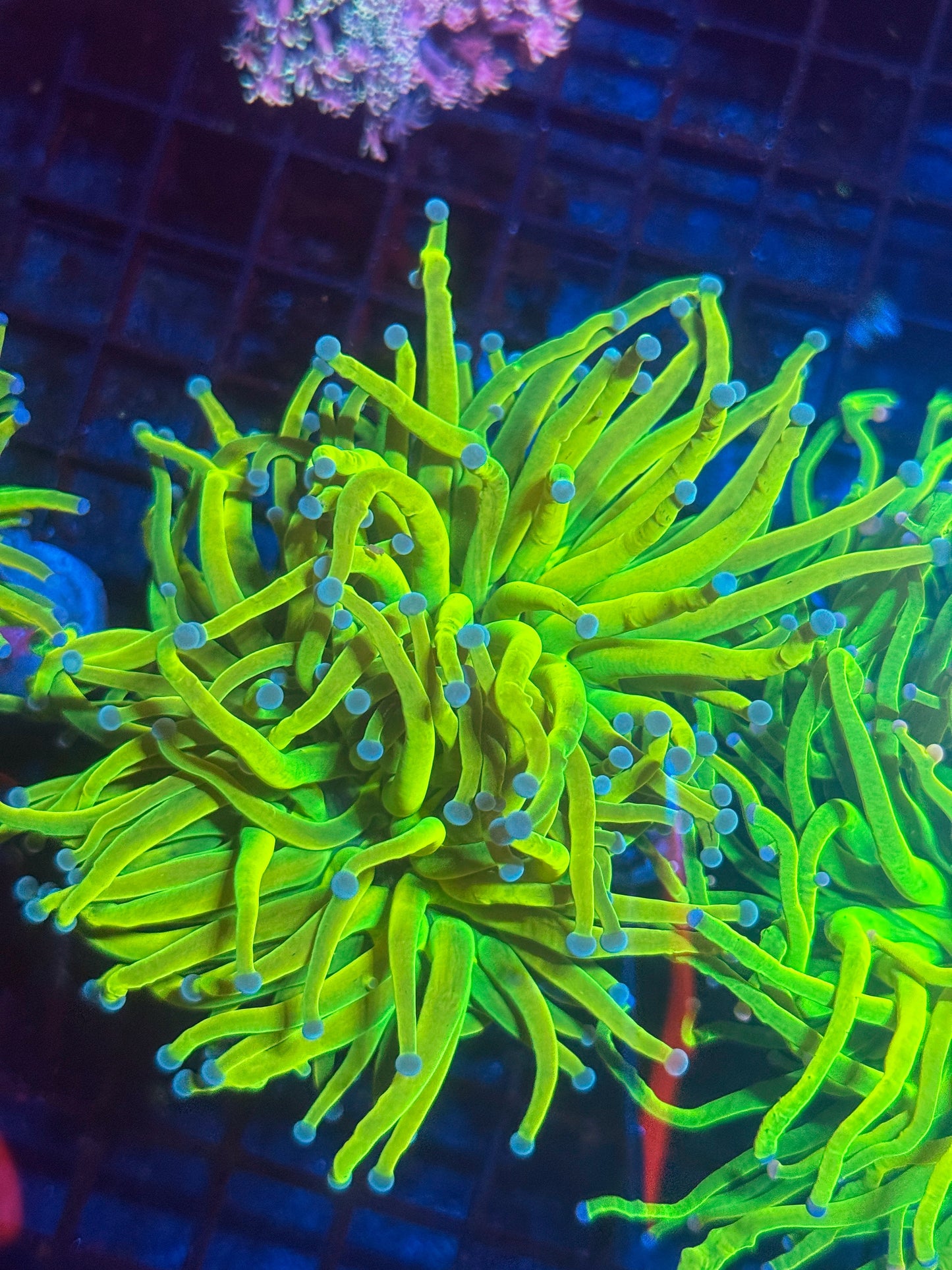 OG Malaysian Holy Grail Torch