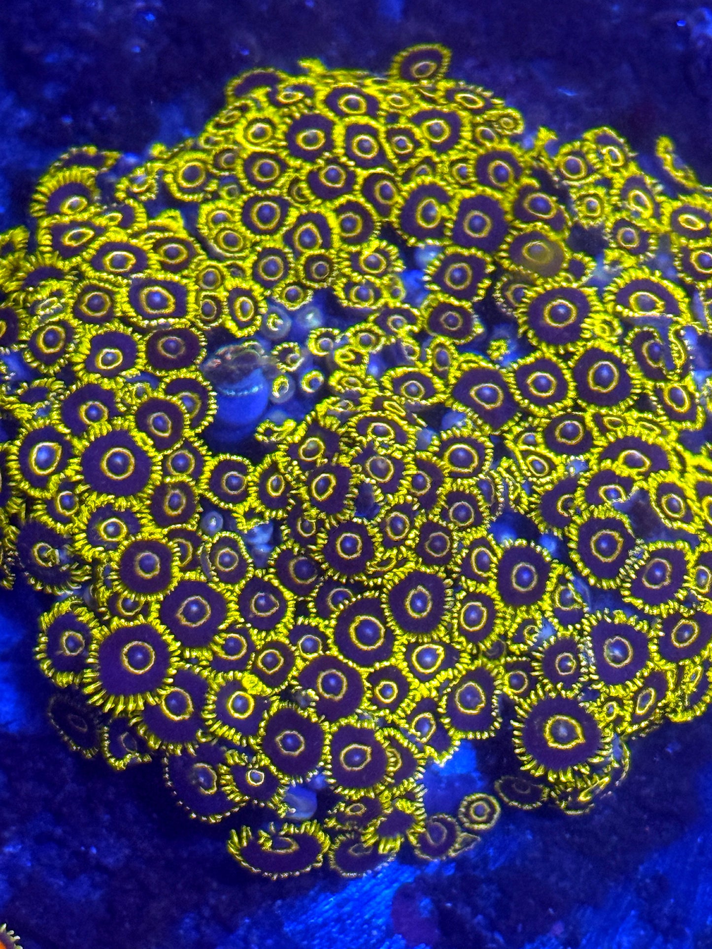 Yellow Hornets Zoas