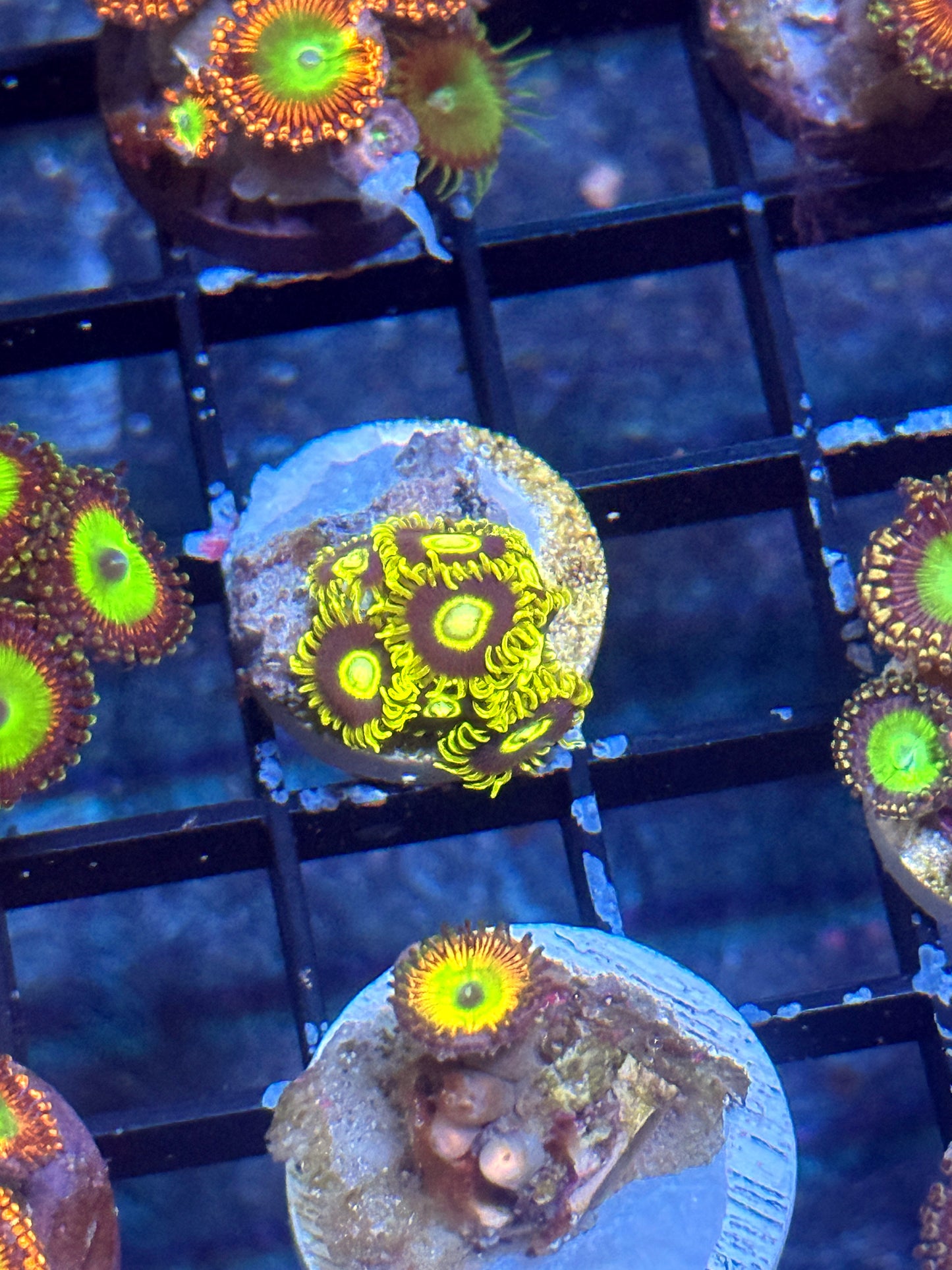 Yellow Hornets Zoas