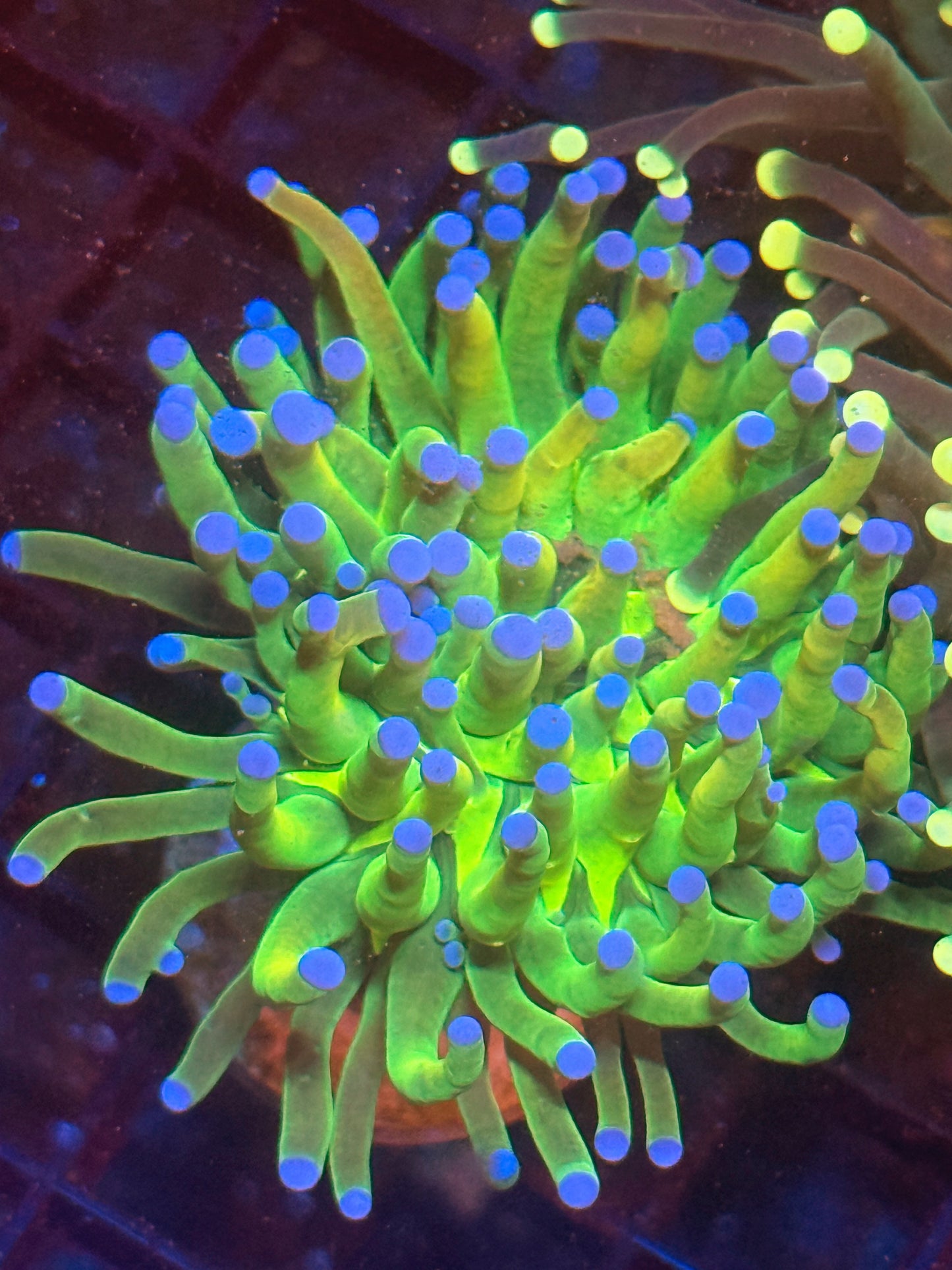 OG Malaysian Holy Grail Torch