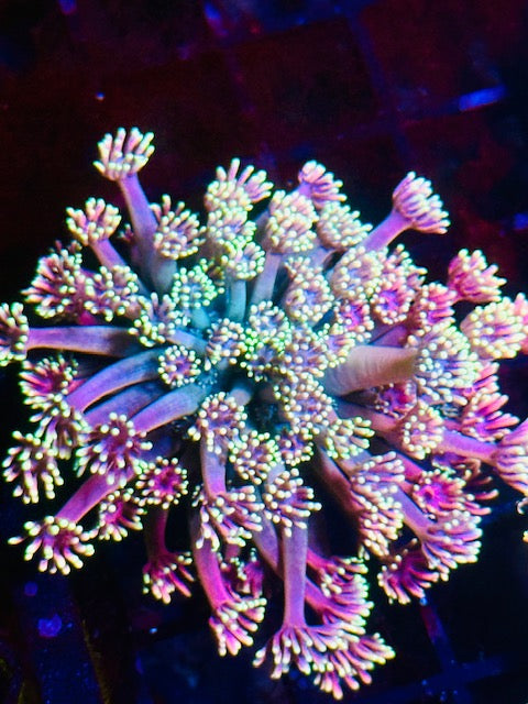 Stardust Goniopora