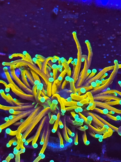 Malaysian Hellfire Torch Coral