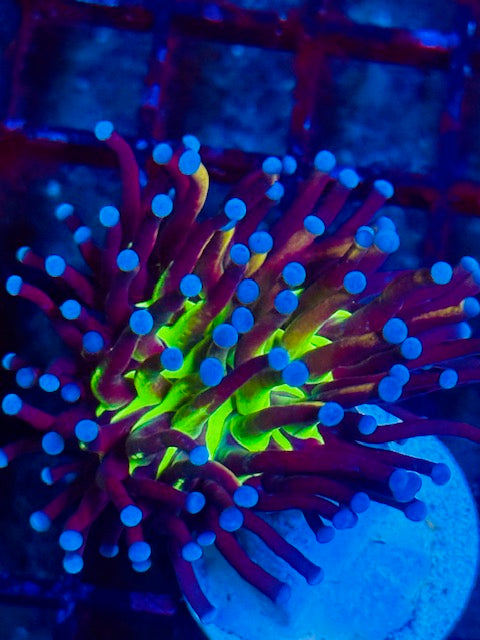 Tiger Knicks Torch Coral