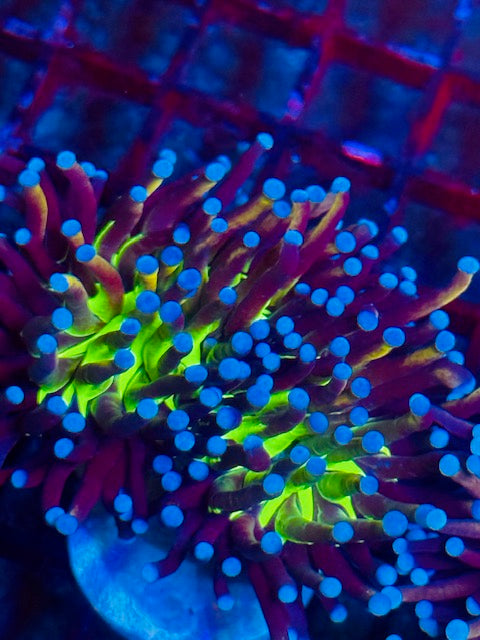 Tiger Knicks Torch Coral