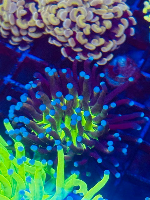 Tiger Knicks Torch Coral