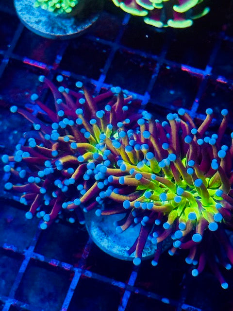 Tiger Knicks Torch Coral