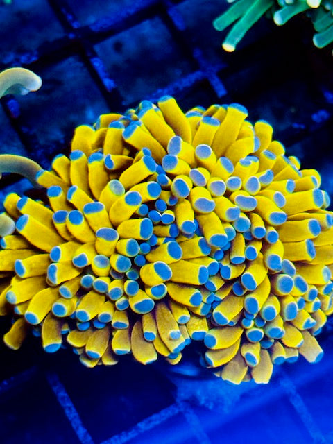 Malaysian Banana Torch Coral